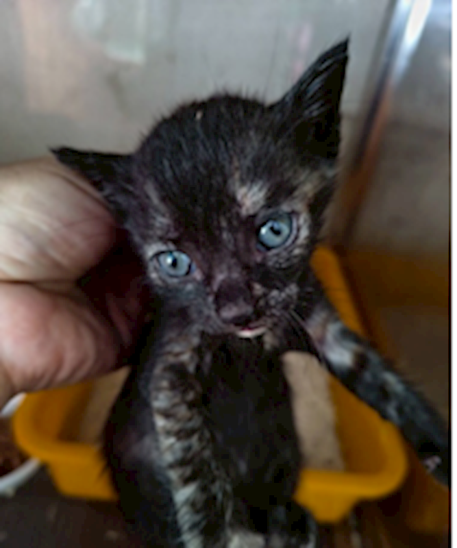 新北市三芝區公立動物之家,編號:433883, 混種貓                 