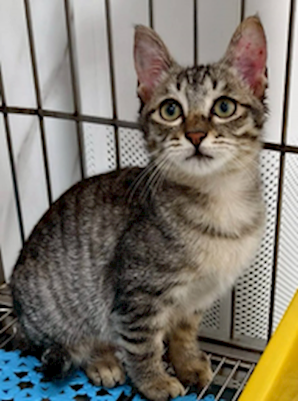 新北市三芝區公立動物之家,編號:433885, 混種貓                 