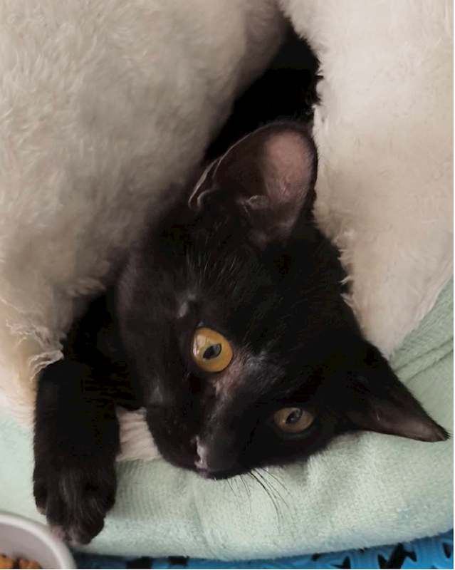 新北市三芝區公立動物之家,編號:433882, 混種貓                 