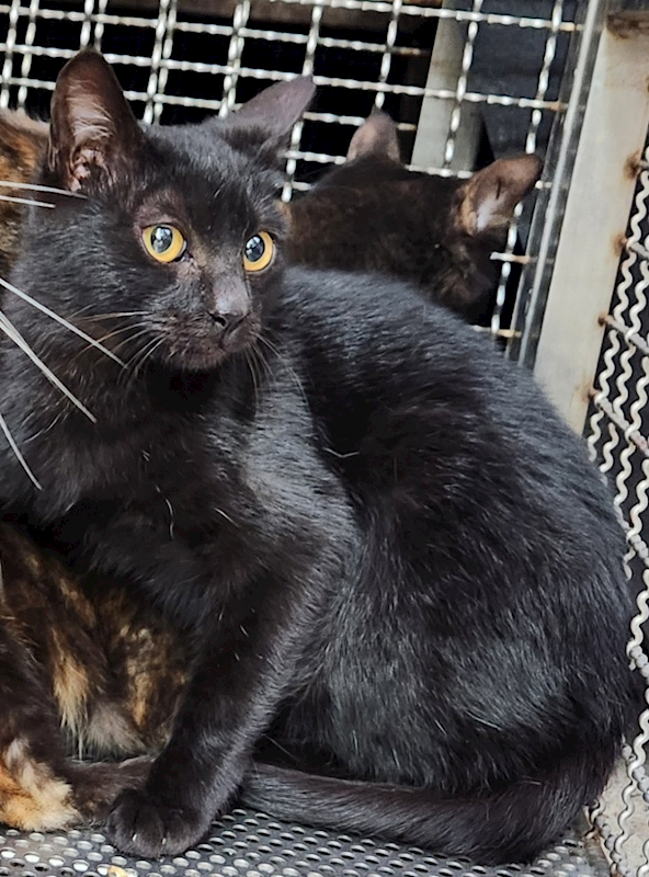 新北市三芝區公立動物之家,編號:433879, 混種貓                 