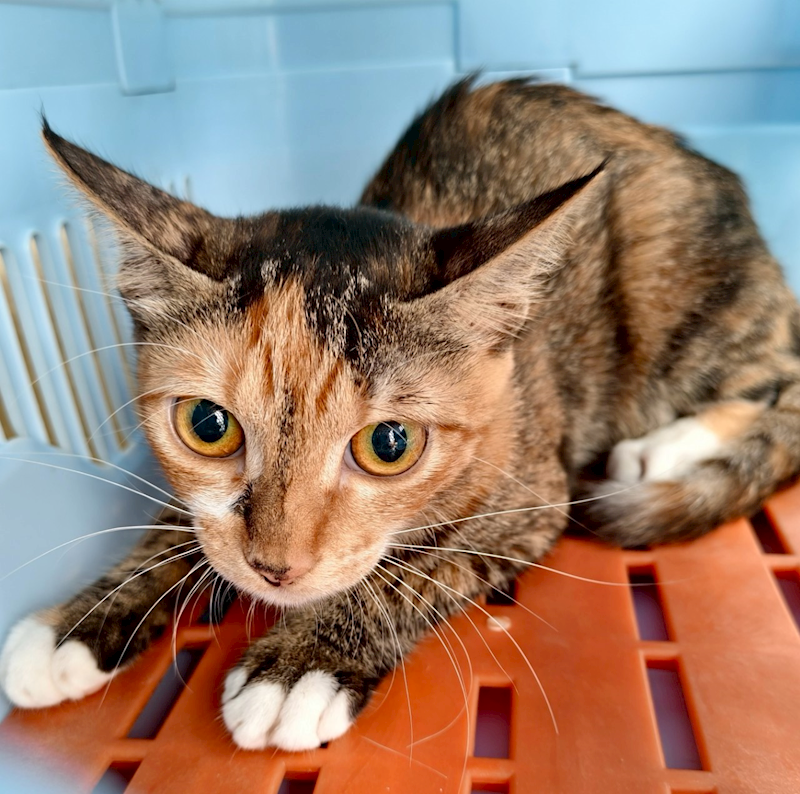 新北市三芝區公立動物之家,編號:433881, 混種貓                 