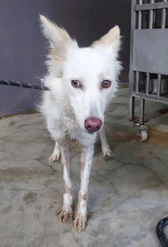 新北市五股區公立動物之家,編號:423858, 混種犬          