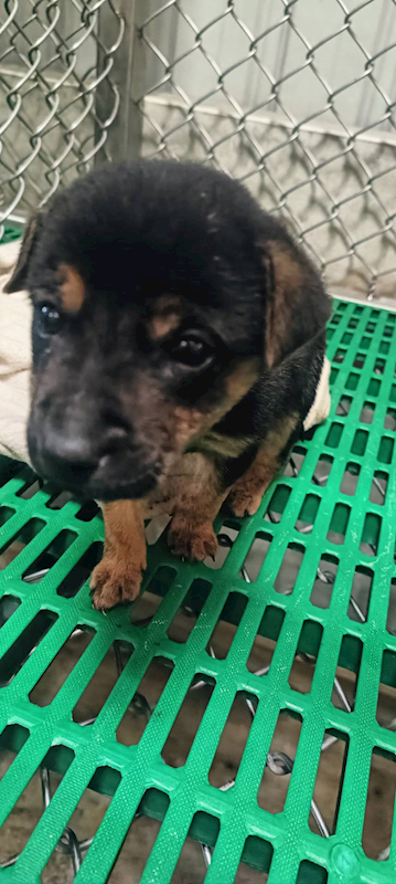 臺東縣動物收容中心,編號:433675, 混種犬          