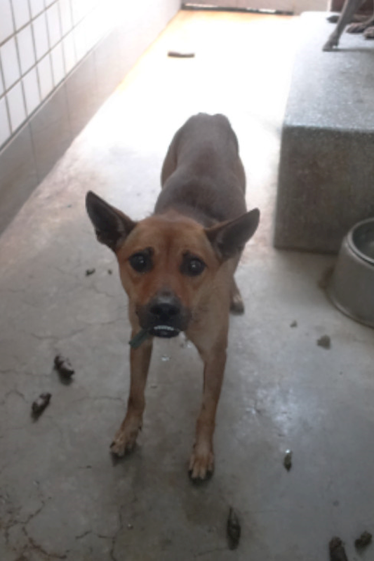 宜蘭縣流浪動物中途之家,編號:433966, 混種犬          