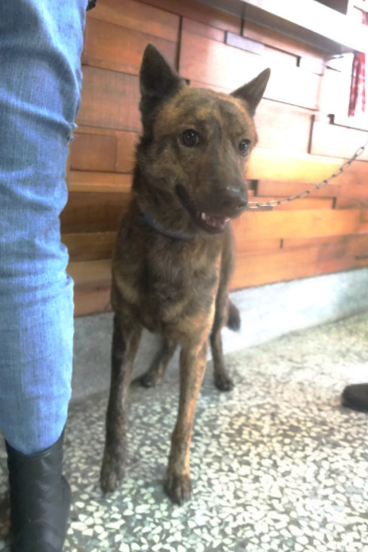 宜蘭縣流浪動物中途之家,編號:433961, 混種犬          