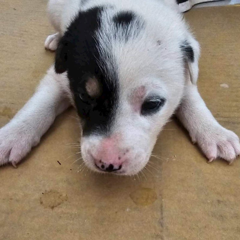 澎湖縣流浪動物收容中心,編號:410627, 混種犬          