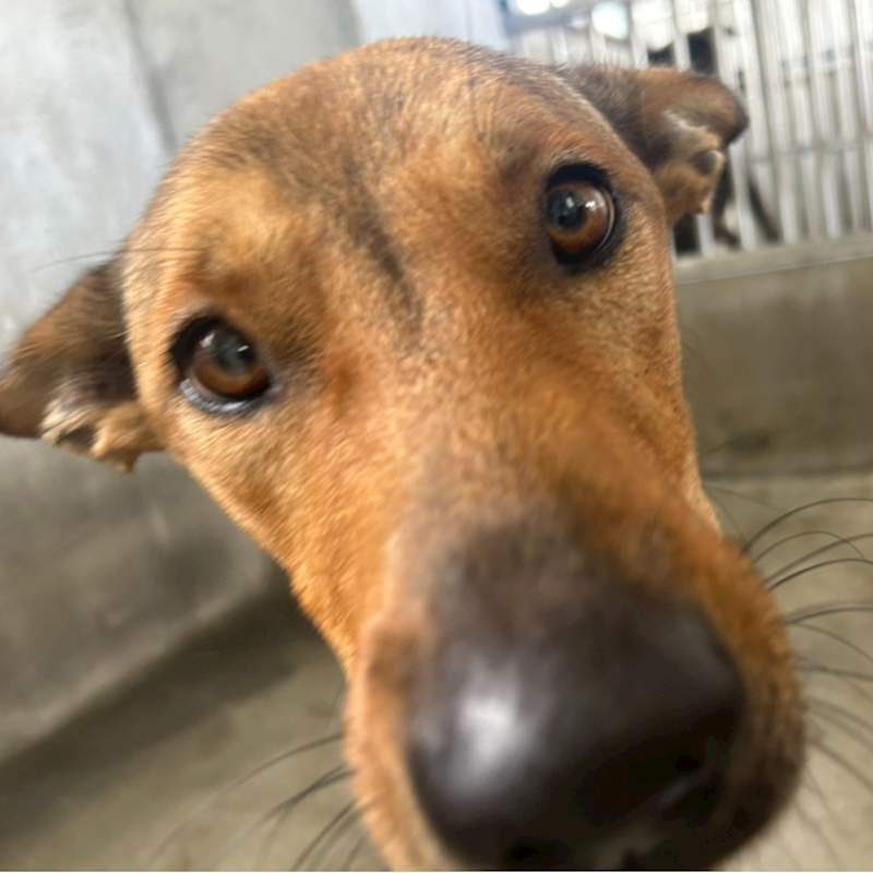 澎湖縣流浪動物收容中心,編號:423957, 混種犬          