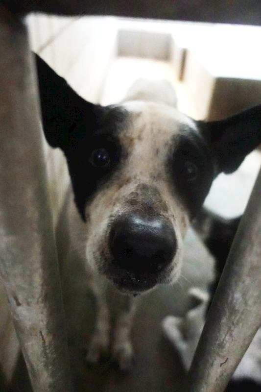 宜蘭縣流浪動物中途之家,編號:434086, 混種犬          