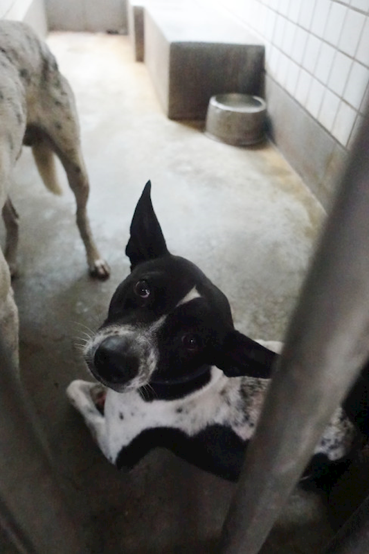 宜蘭縣流浪動物中途之家,編號:434084, 混種犬          