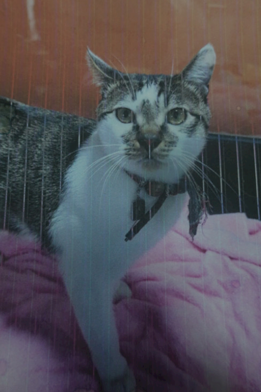 宜蘭縣流浪動物中途之家,編號:434079, 混種貓                 