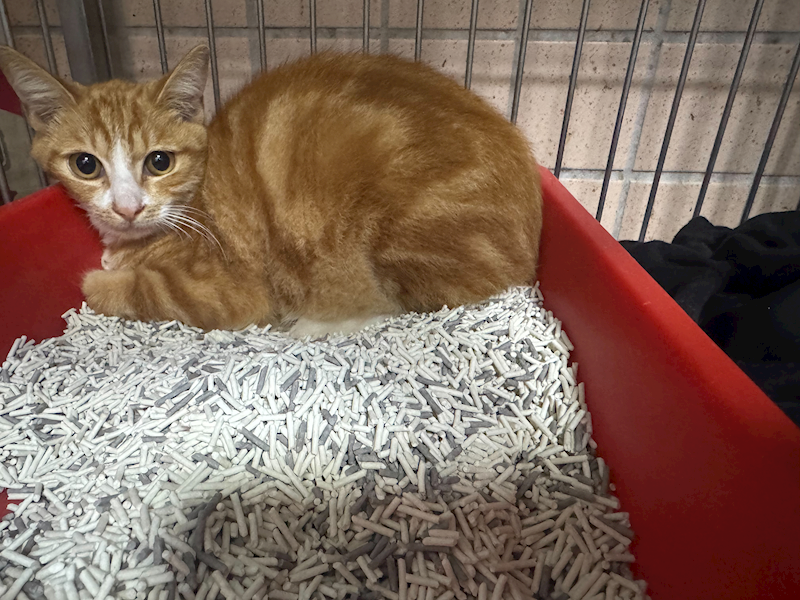 新北市淡水區公立動物之家,編號:433279, 混種貓                 