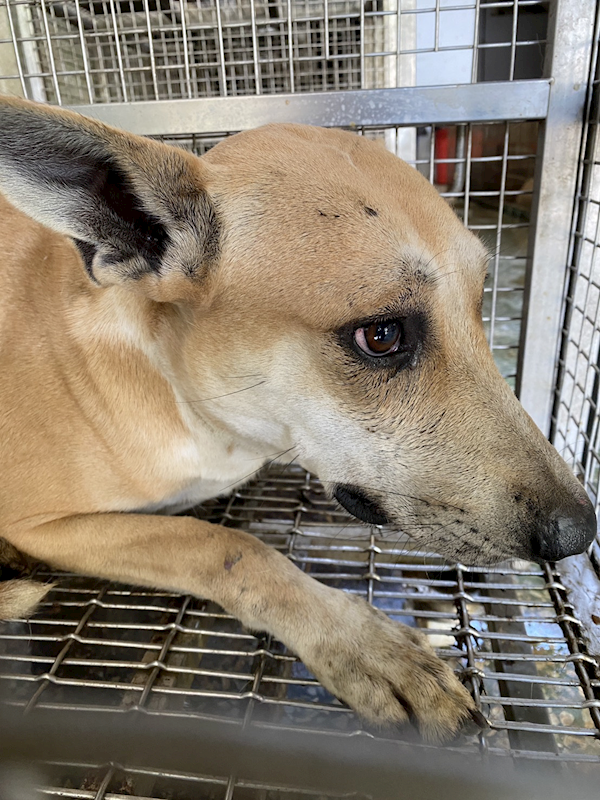 臺南市動物之家善化站,編號:433736, 混種犬          