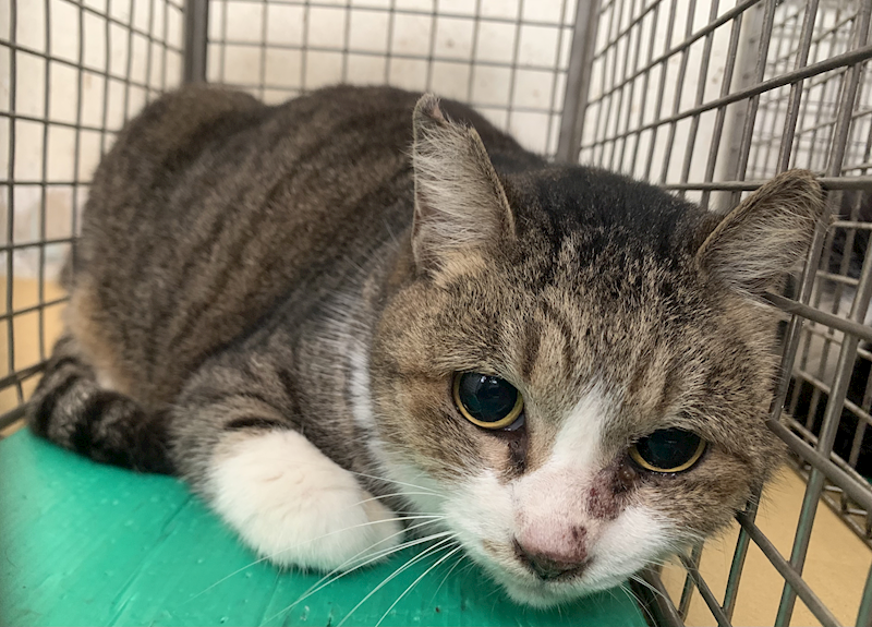 臺北市動物之家,編號:434253, 混種貓                 