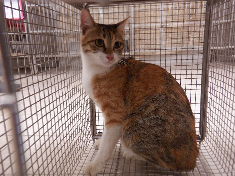 南投縣公立動物收容所,編號:433083, 混種貓                 