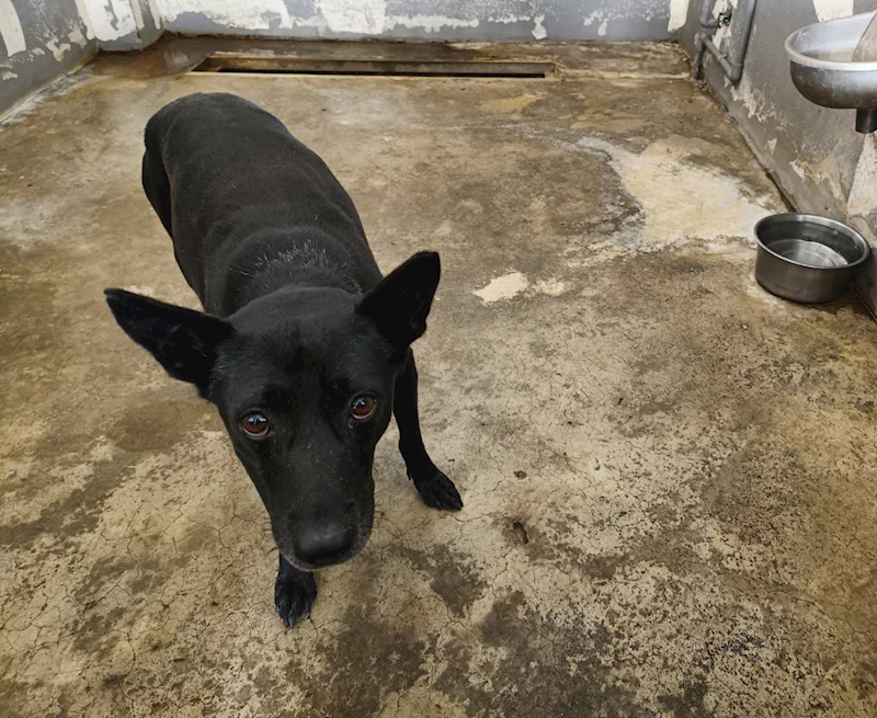 新竹市動物保護教育園區,編號:434231, 混種犬          