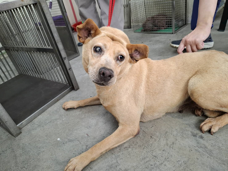 臺北市動物之家,編號:410280, 混種犬          