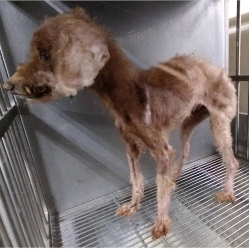 桃園市動物保護教育園區,編號:429443, 貴賓犬        