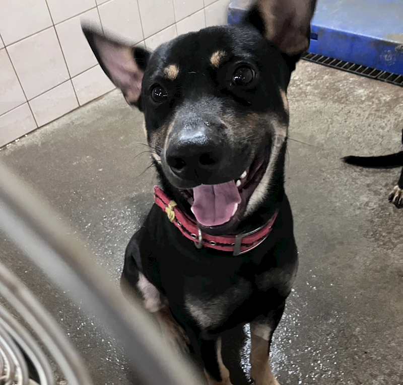 新北市新店區公立動物之家,編號:434217, 混種犬          