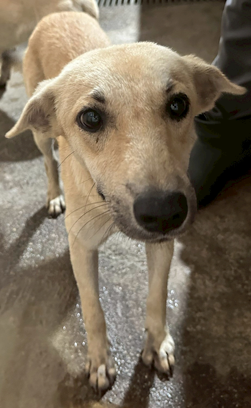 花蓮縣狗貓躍動園區,編號:427392, 混種犬          