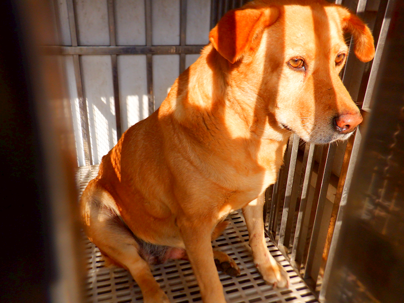 南投縣公立動物收容所,編號:434329, 混種犬          