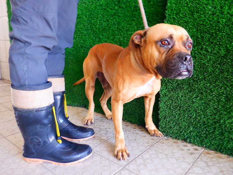 南投縣公立動物收容所,編號:434183, 混種犬          