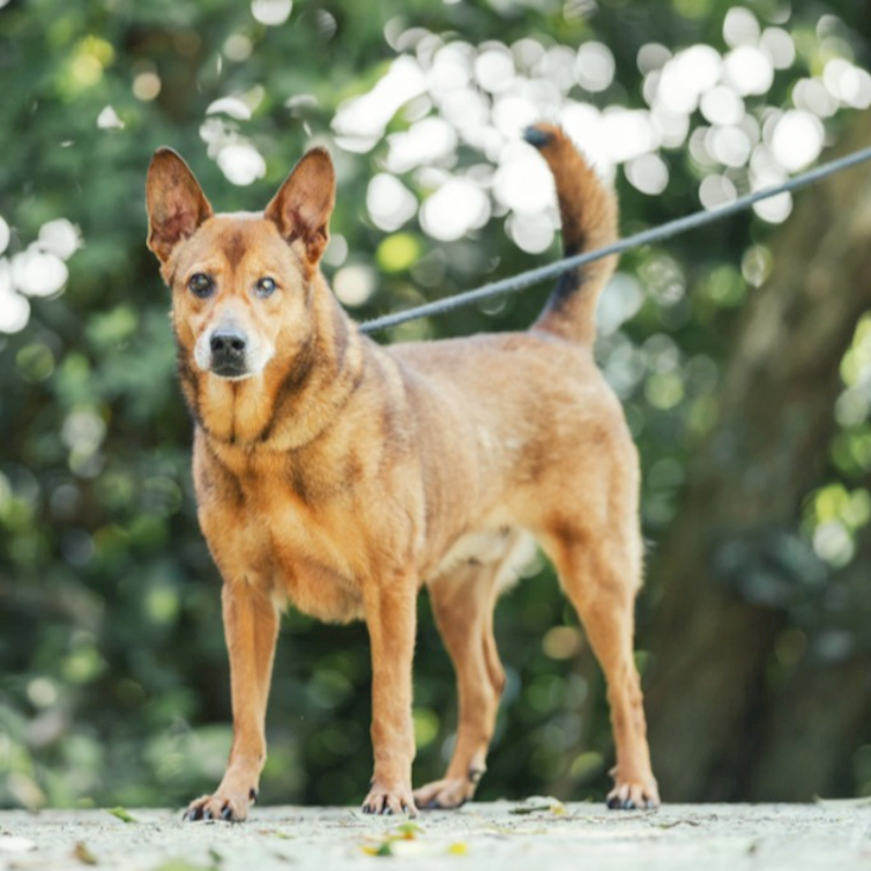 新北市五股區公立動物之家,編號:36255, 混種犬          