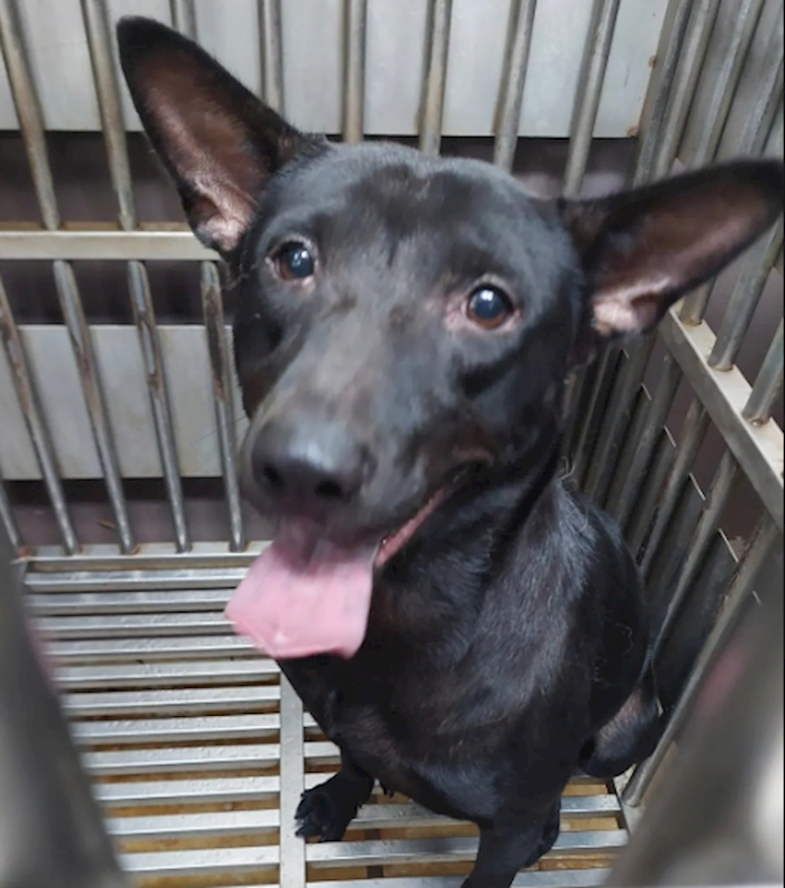 新北市五股區公立動物之家,編號:426280, 混種犬          