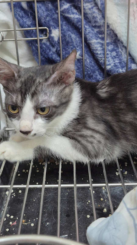 新北市八里區公立動物之家,編號:434392, 混種貓                 