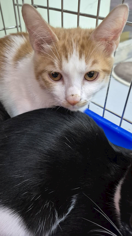 新北市八里區公立動物之家,編號:434394, 混種貓                 