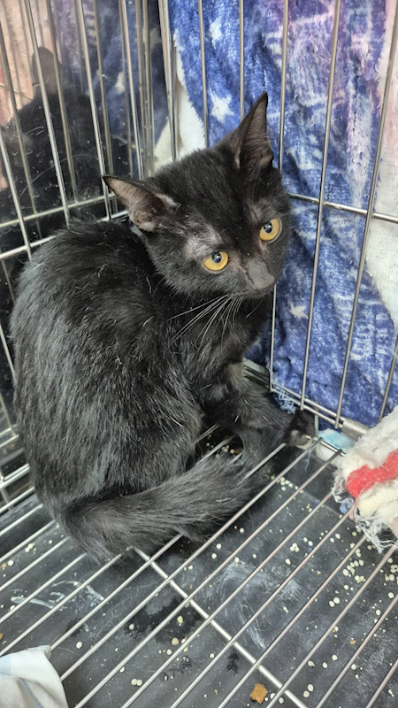 新北市八里區公立動物之家,編號:434397, 混種貓                 