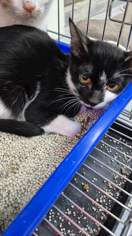 新北市八里區公立動物之家,編號:434399, 混種貓                 