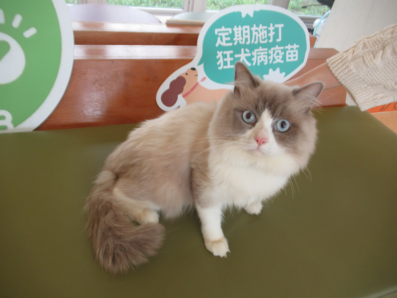 新竹市動物保護教育園區,編號:428983, 布偶貓