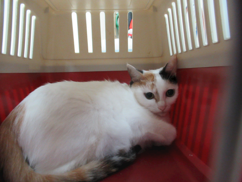 新竹市動物保護教育園區,編號:431509, 混種貓                 