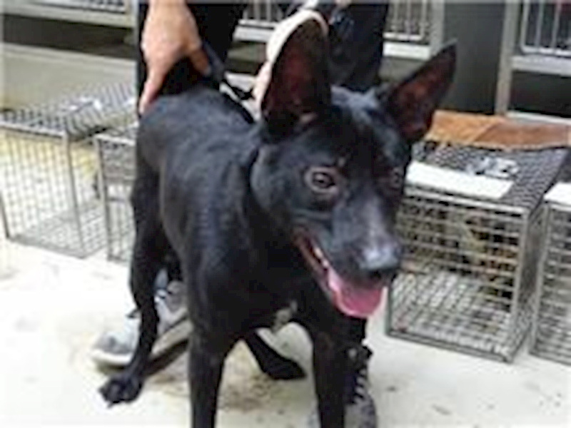 臺北市動物之家,編號:87261, 混種犬          