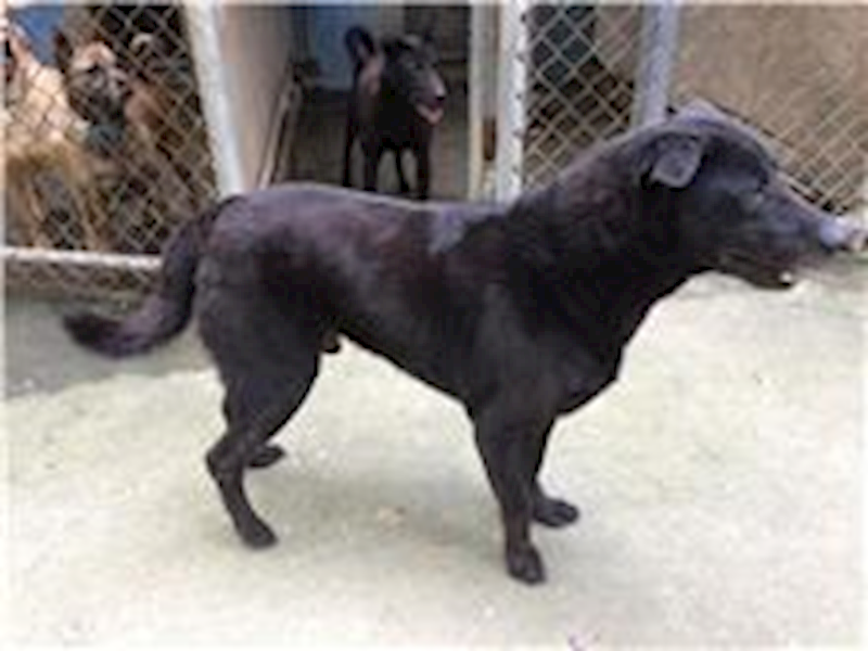 臺北市動物之家,編號:31113, 混種犬          