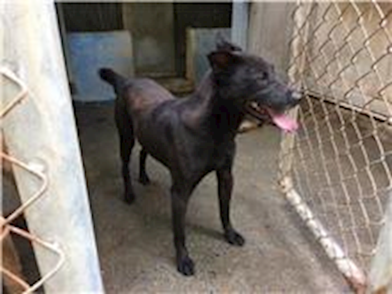 臺北市動物之家,編號:31328, 混種犬          