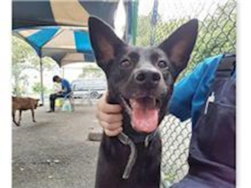 臺北市動物之家,編號:31588, 混種犬          