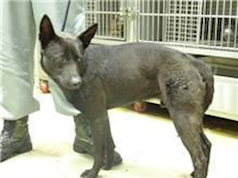 臺北市動物之家,編號:41550, 混種犬          