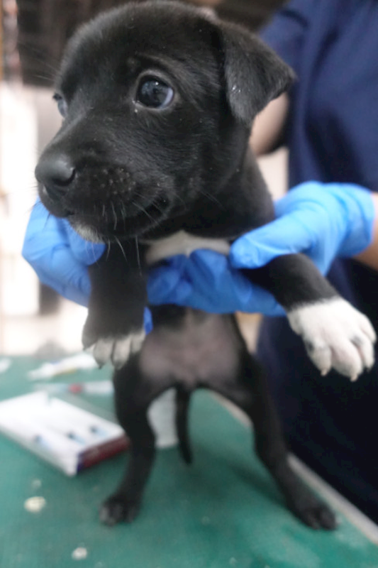 宜蘭縣流浪動物中途之家,編號:434426, 混種犬          