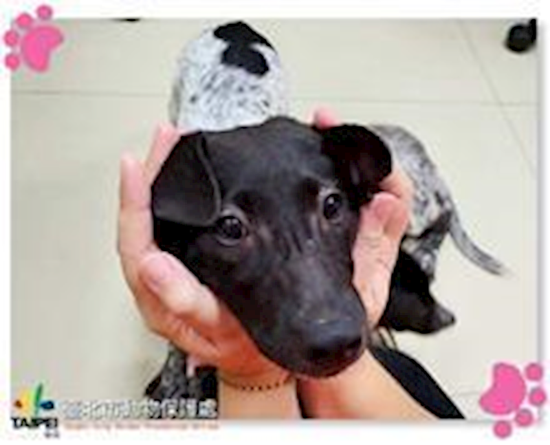 臺北市動物之家,編號:110884, 混種犬          