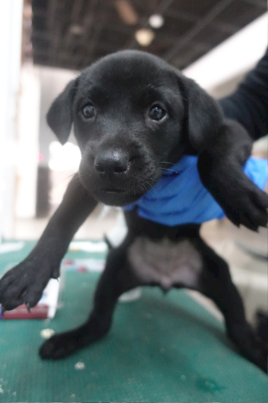 宜蘭縣流浪動物中途之家,編號:434423, 混種犬          