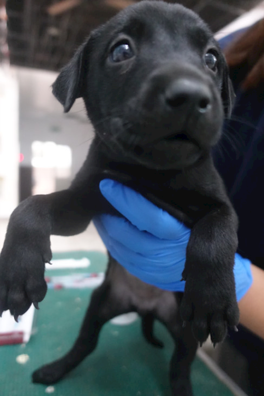 宜蘭縣流浪動物中途之家,編號:434421, 混種犬          