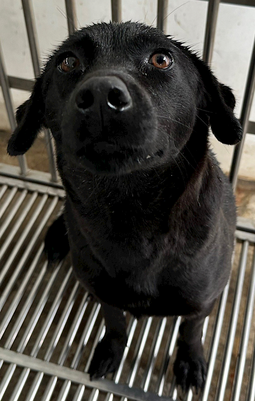 花蓮縣狗貓躍動園區,編號:393209, 混種犬          