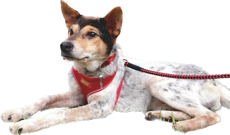 花蓮縣狗貓躍動園區,編號:355885, 混種犬          