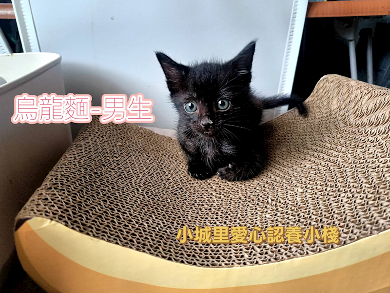 新北市中和區公立動物之家,編號:434372, 混種貓                 