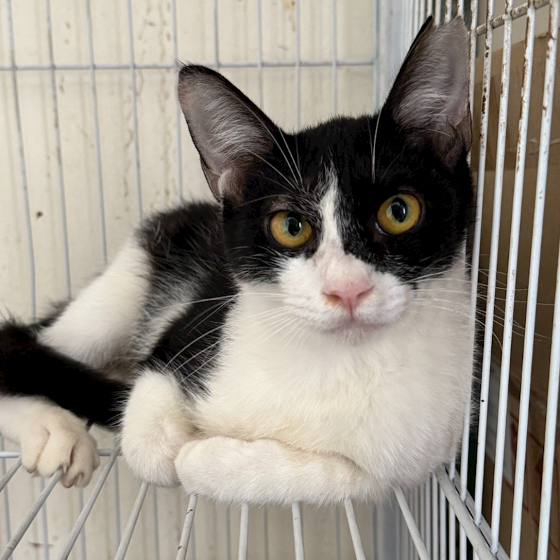 苗栗縣動物保護教育園區,編號:421186, 混種貓                 