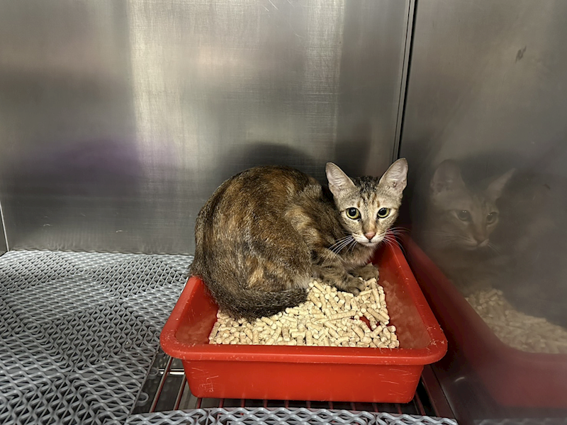 桃園市動物保護教育園區,編號:407144, 混種貓                 