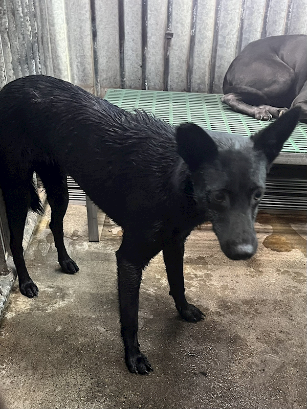 彰化縣流浪狗中途之家,編號:434548, 混種犬          