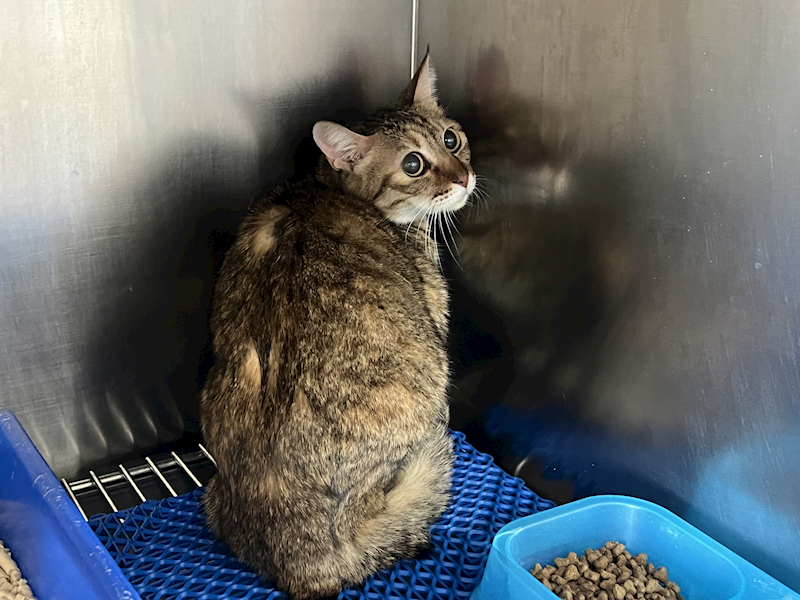 桃園市動物保護教育園區,編號:434515, 混種貓                 