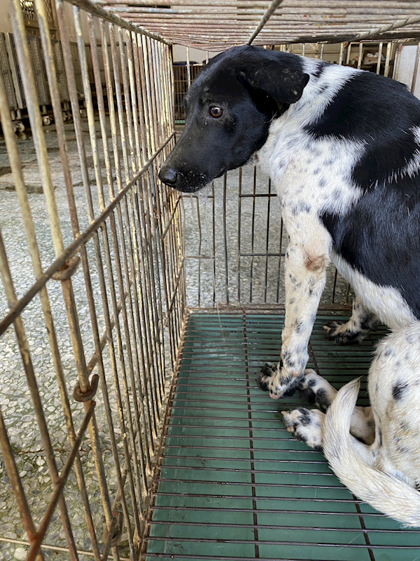 臺南市動物之家善化站,編號:434495, 混種犬          